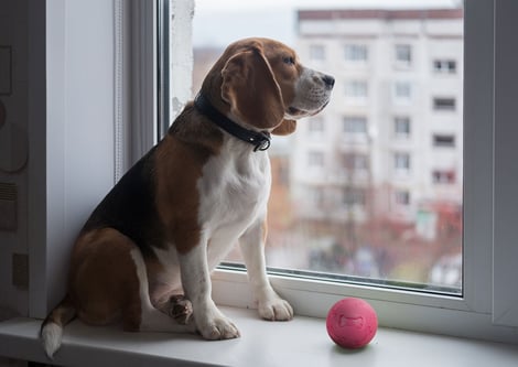 Aggressive dog store in apartment complex